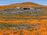 Poppy Preserve 001