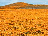 Poppy Preserve 004