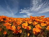 Poppy Preserve 005
