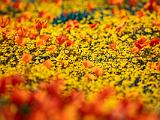 Poppy Preserve 006
