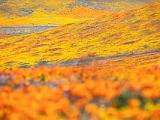 Poppy Preserve 007