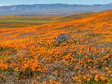 Poppy Preserve 008