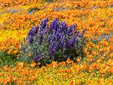 Poppy Preserve 009