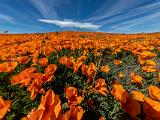 04-A Poppy Preserve