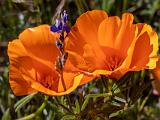 Poppy Preserve 012