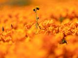 Poppy Preserve 013