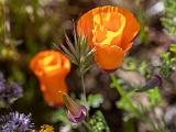 Poppy Preserve 015