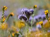 Poppy Preserve 017