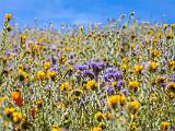 Poppy Preserve 018