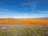 Poppy Preserve 019
