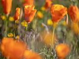 Poppy Preserve 020
