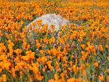 Poppy Preserve 021