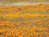 Poppy Preserve 022