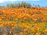 Poppy Preserve 023