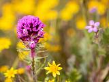 Poppy Preserve 024