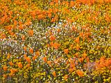 Poppy Preserve 025