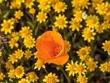 Poppy Preserve 027
