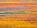 Poppy Preserve 029