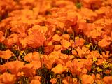 Poppy Preserve 030
