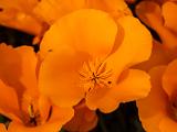 Poppy Preserve 031
