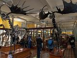 I Museum of Ireland Natural History 002
