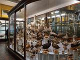 I Museum of Ireland Natural History 003