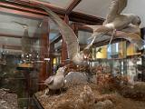 I Museum of Ireland Natural History 005