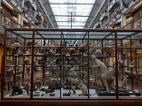 I Museum of Ireland Natural History 007