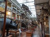 I Museum of Ireland Natural History 008