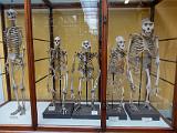 I Museum of Ireland Natural History 009