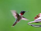 Hummingbird 001