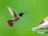 Hummingbird 002