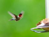 Hummingbird 003