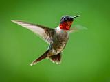 06-A Hummingbird
