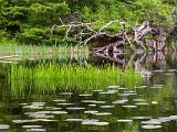Round Pond 009