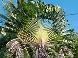 South Pacific 025