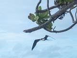 South Pacific 086