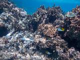South Pacific 224