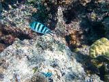 South Pacific 225