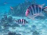 South Pacific 226