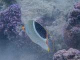 South Pacific 228