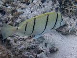 South Pacific 231