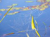Weller Pond 023