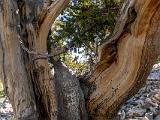 Great Basin 011