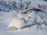 Hudson Bay 044