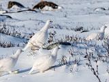 Hudson Bay 045