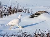 Hudson Bay 046