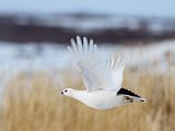 Hudson Bay 047