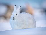 Hudson Bay 048