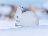 Hudson Bay 049